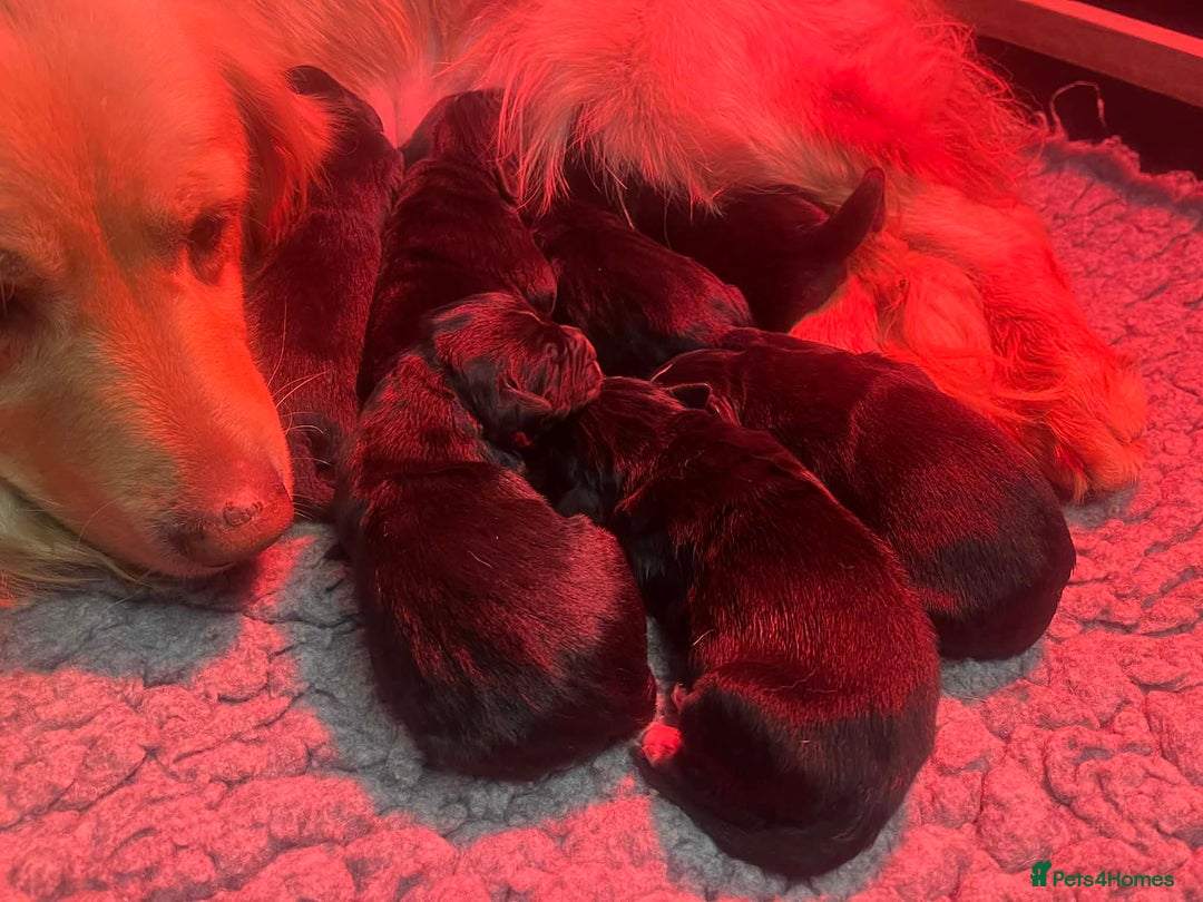 Golden Retriever dogs for sale: Beautiful Bernese Mountain Dog x Golden Retrievers - Advert 8