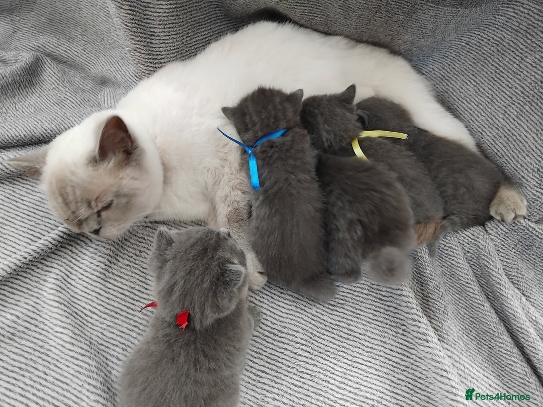 British Shorthair cats for sale: Fluffy male BSH kitten available - Advert 8