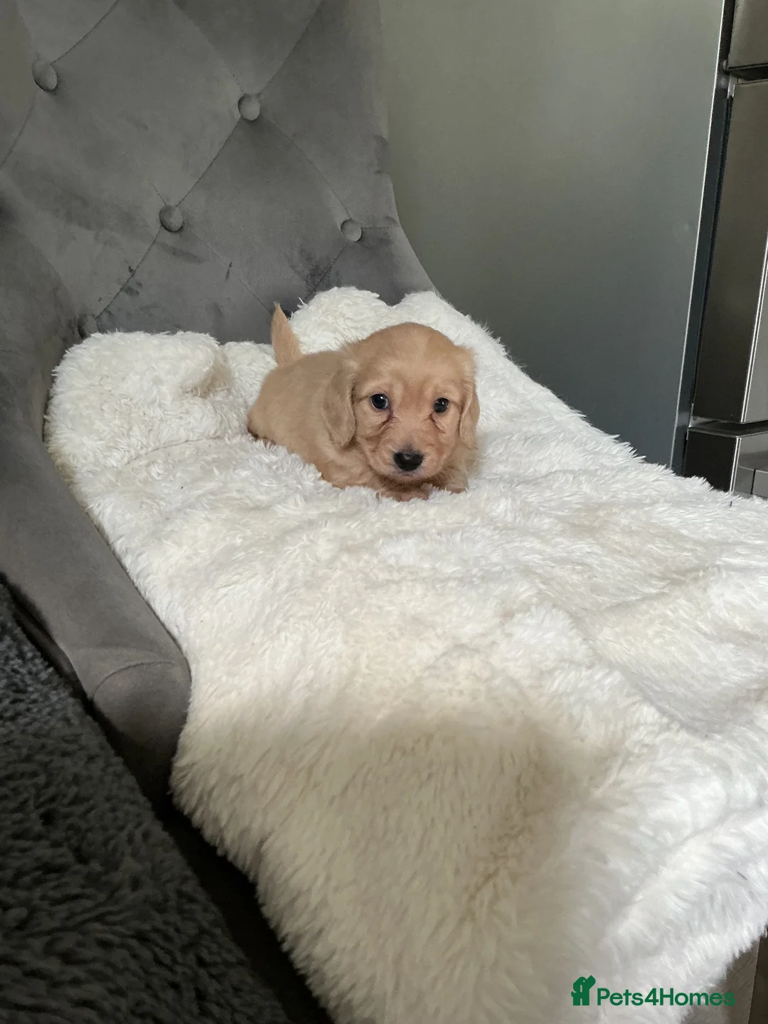 Dachshund dogs for sale: Cream long haired dachshund puppies - Advert 2