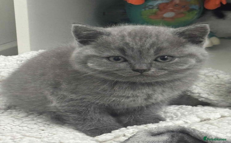 Scottish Fold cats - Advert 2