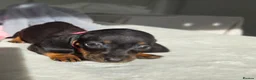 Miniature Dachshund dogs for sale: 🖤 Stunning Miniature Dachshunds 🖤 - Advert 13