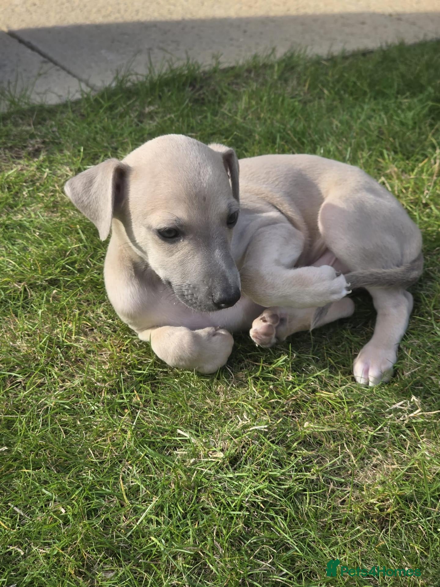 Mixed Breed dogs Whippet/italian greyhound PUPPIES (wiggies) - Advert 2