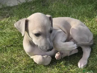 Mixed Breed dogs Whippet/italian greyhound PUPPIES (wiggies) - Advert 2