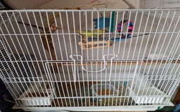 Canaries birds for sale: Two canaries and cage  - Image 2