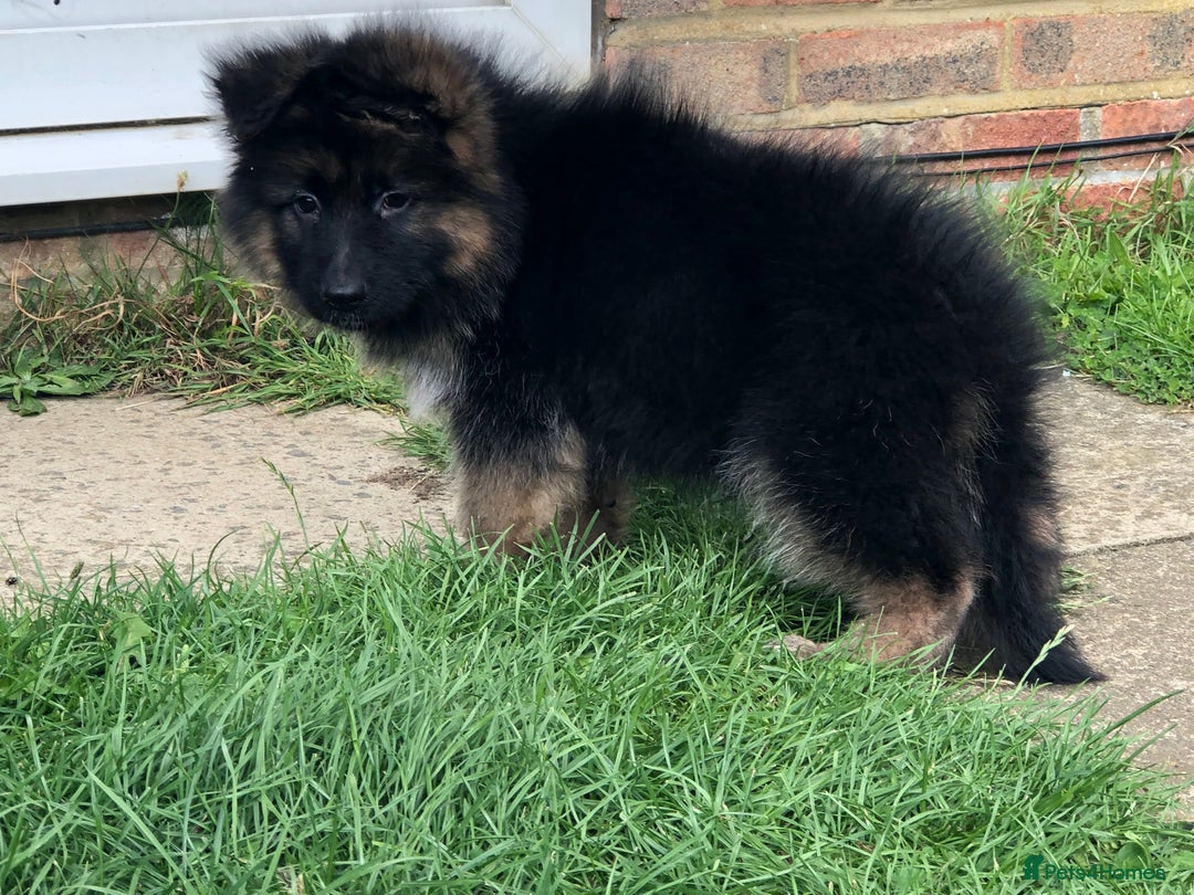German Shepherd dogs for sale:  kc health tested long haired German shepherd pups - Image 26