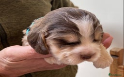 Cocker Spaniel dogs for sale: Adorable show cocker spaniels - Image 22