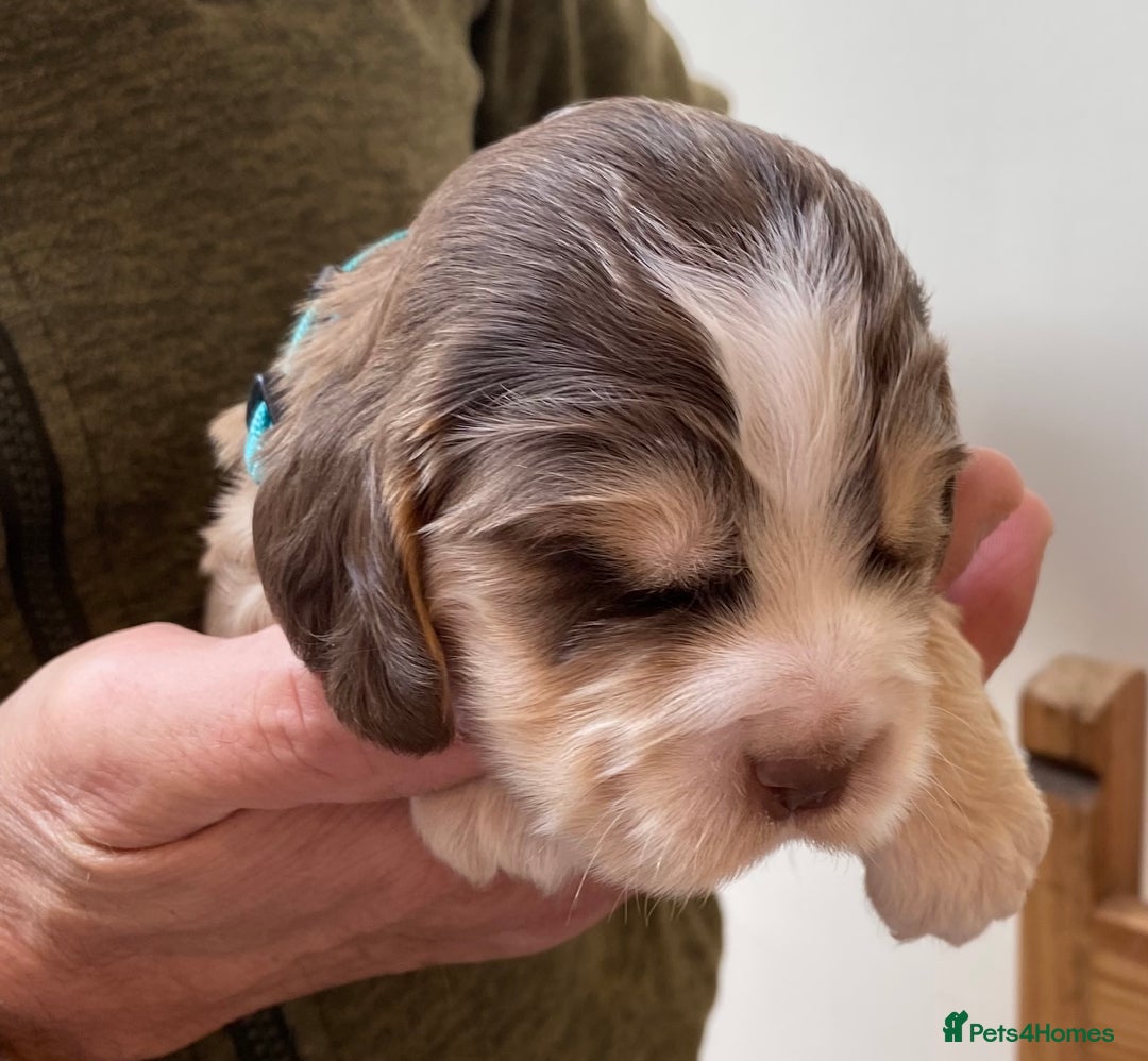 Cocker Spaniel dogs for sale: Adorable show cocker spaniels - Image 22