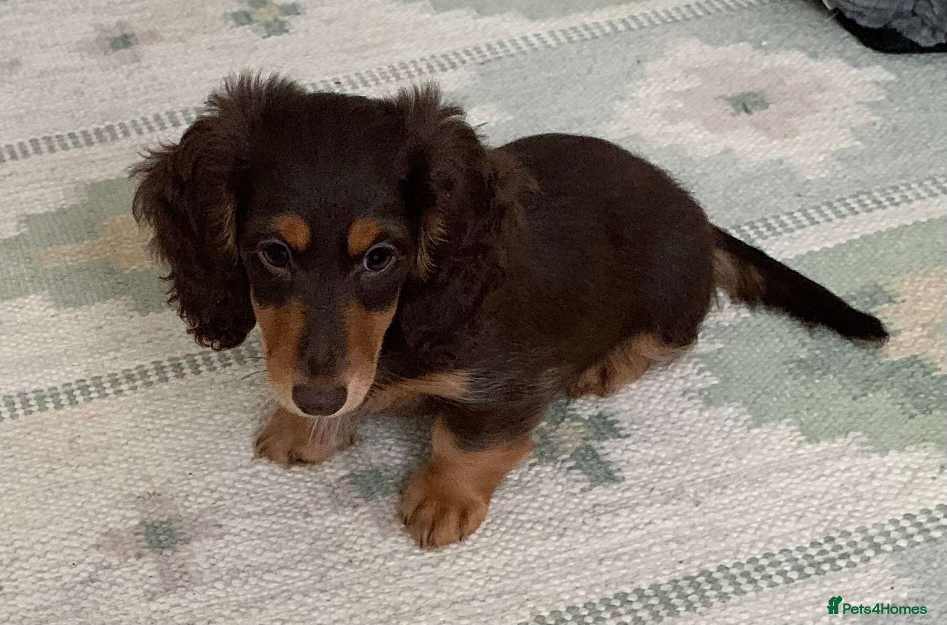 Dachshund dogs for sale: Last 2 Miniature longhaired dachshund Puppies - Advert 5