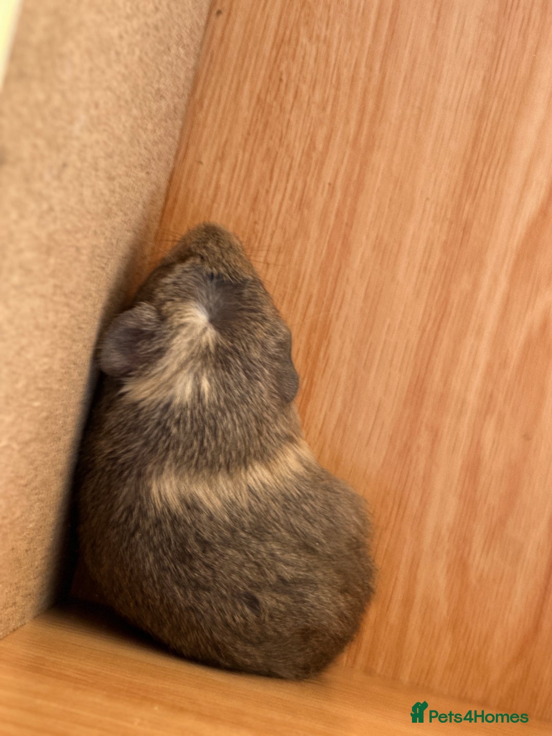 Guinea Pig rodents for sale: Extra Special Guinea Pig Babies  - Image 9