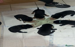 Rottweiler dogs for sale: Stunning Rottweiler puppies ✨ - Image 10