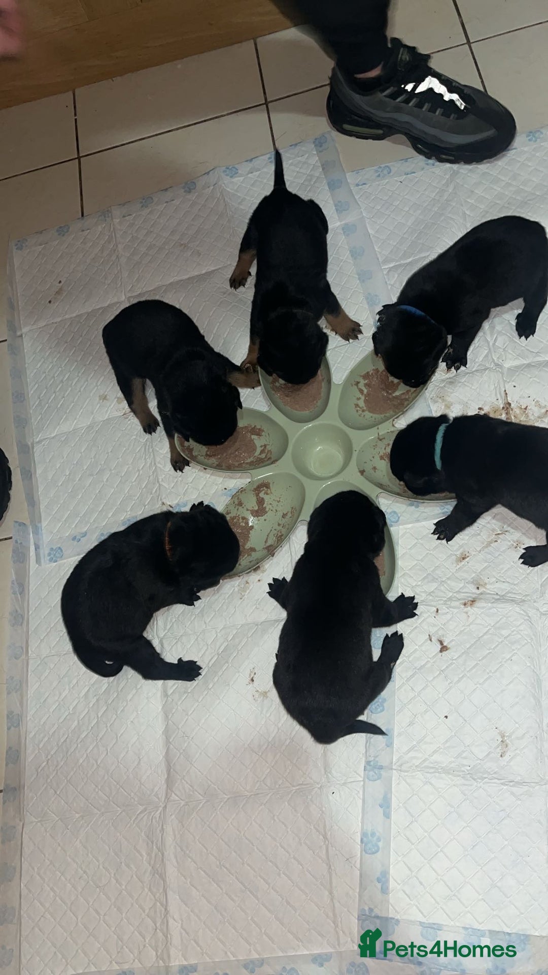 Rottweiler dogs for sale: Stunning Rottweiler puppies ✨ - Image 10