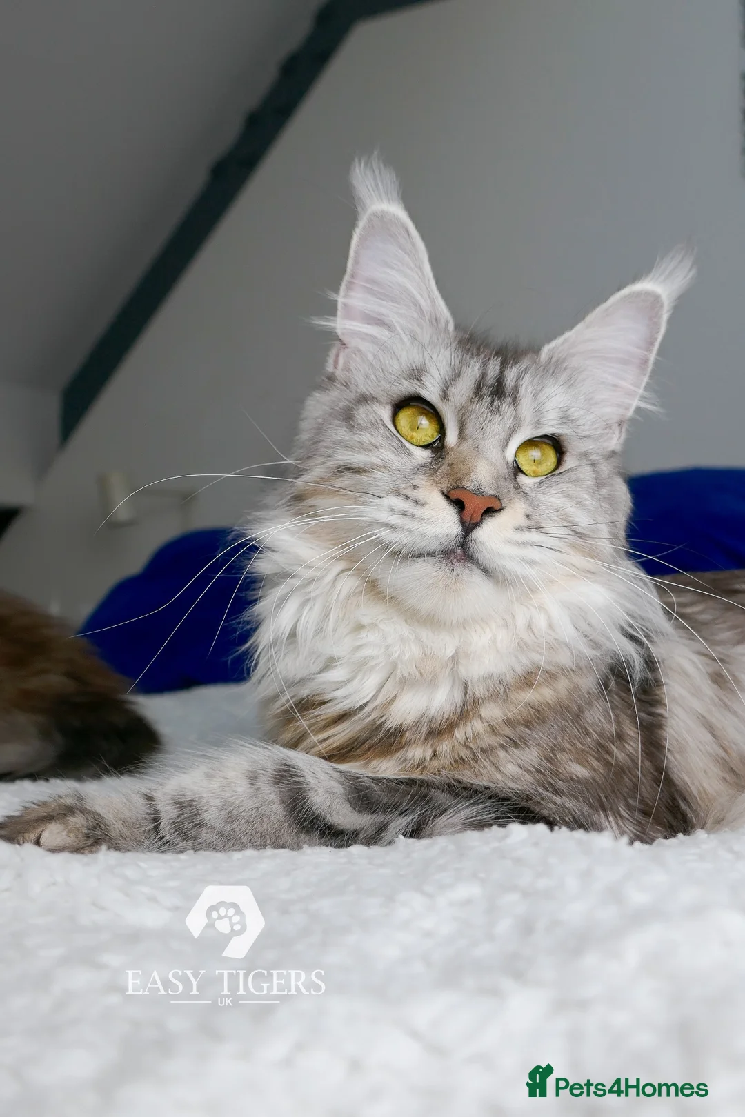 Maine Coon cats for sale: Stunning polydactyl Maine Coons Tica registered  - Advert 2