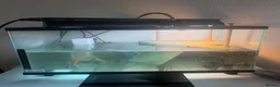 Terrapin reptiles for sale: Terrapin turtles  - Advert 5
