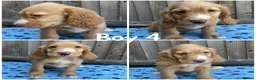 Cocker Spaniel dogs for sale: Cocker spaniel puppies  - Advert 4