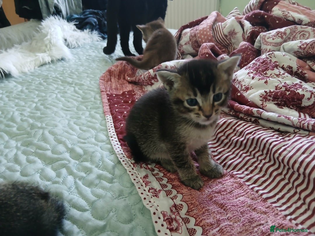 Oriental cats for sale: 4 girls 1 boy - Image 9
