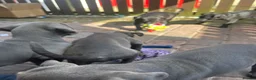Mixed Breed dogs for sale: Weimaramer/cane corso pups in Shotts - Advert 8