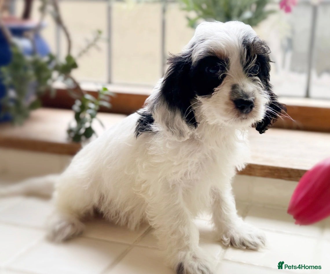 Cockapoo dogs REDUCED Cocker Poo puppies  - Advert 1