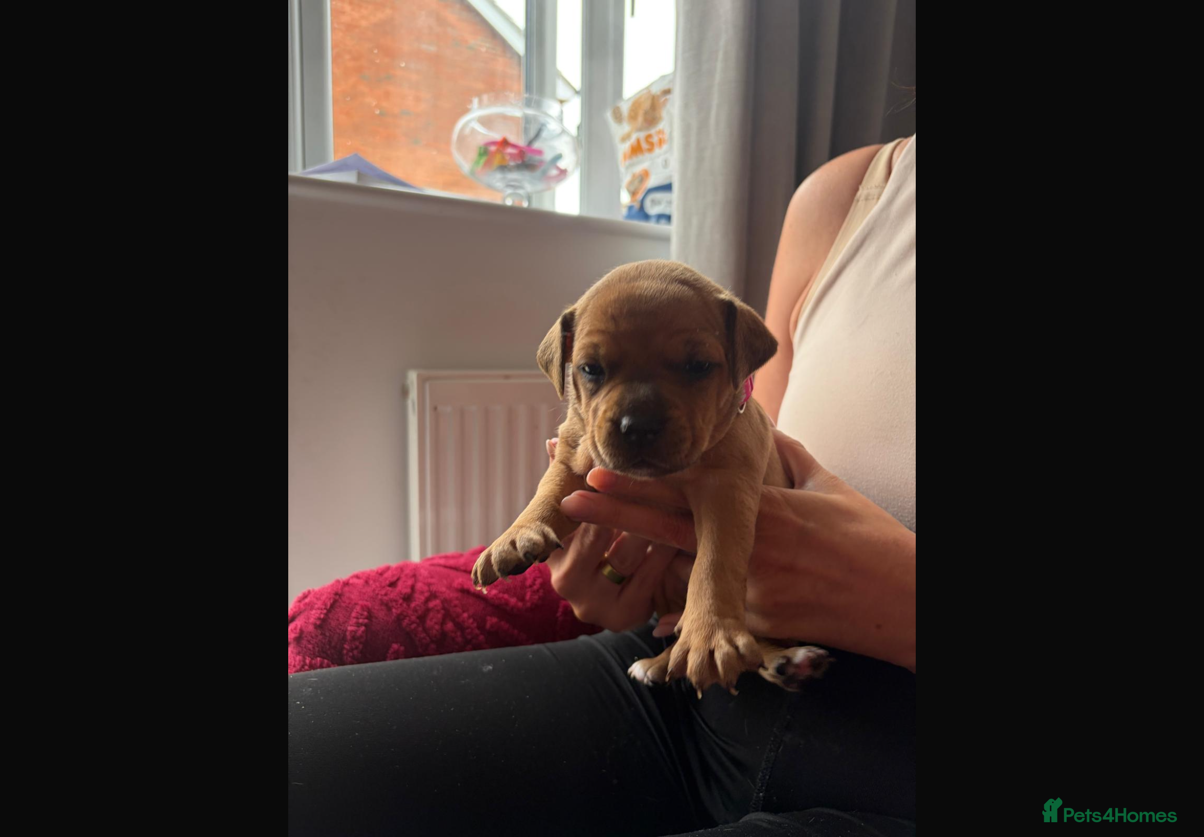 Staffordshire Bull Terrier dogs RED perfect chunky Staffy puppies - Advert 2