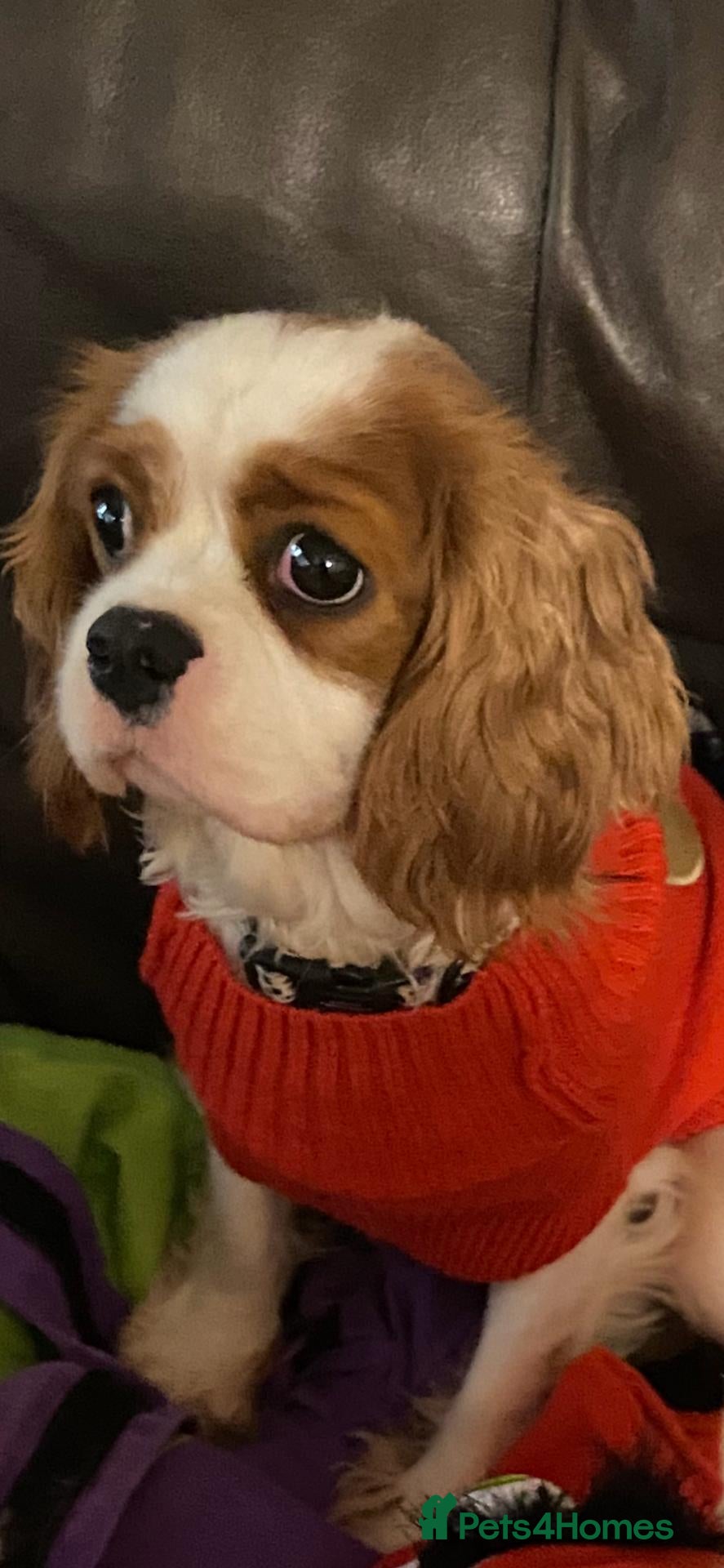 Cavalier King Charles Spaniel dogs for sale: New Home Needed  - Advert 2
