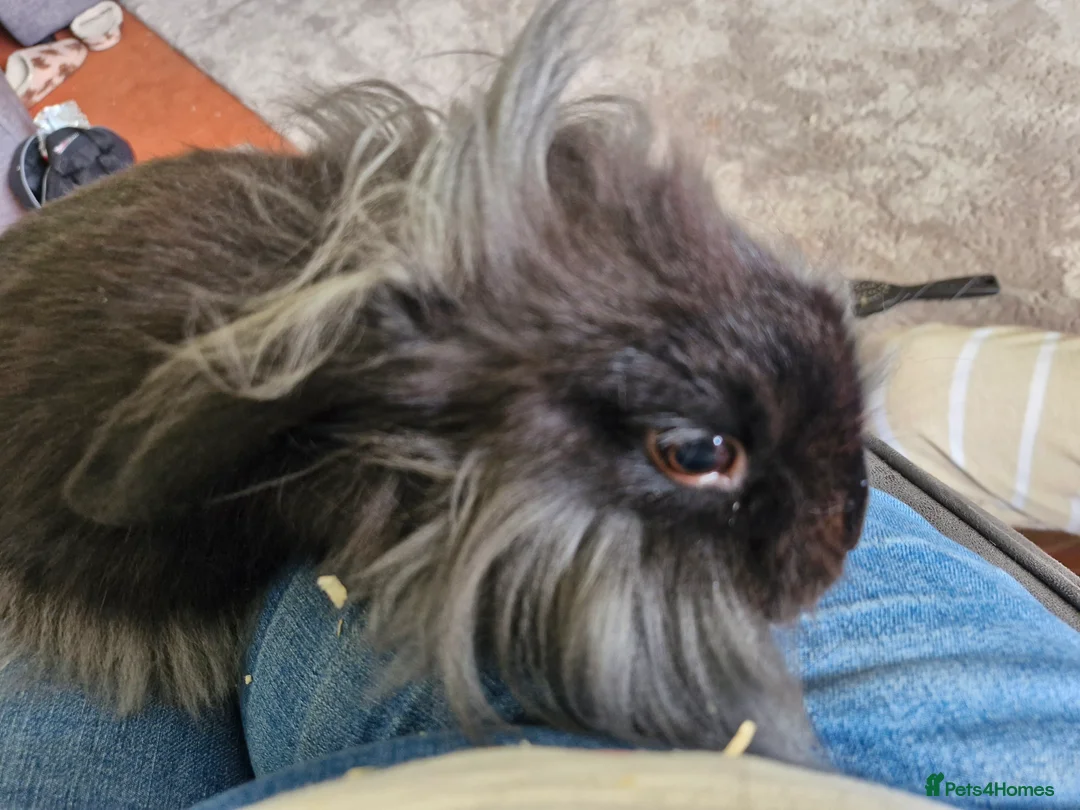 Lionhead rabbits for sale: Male bunny looking for his new home  - Advert 1