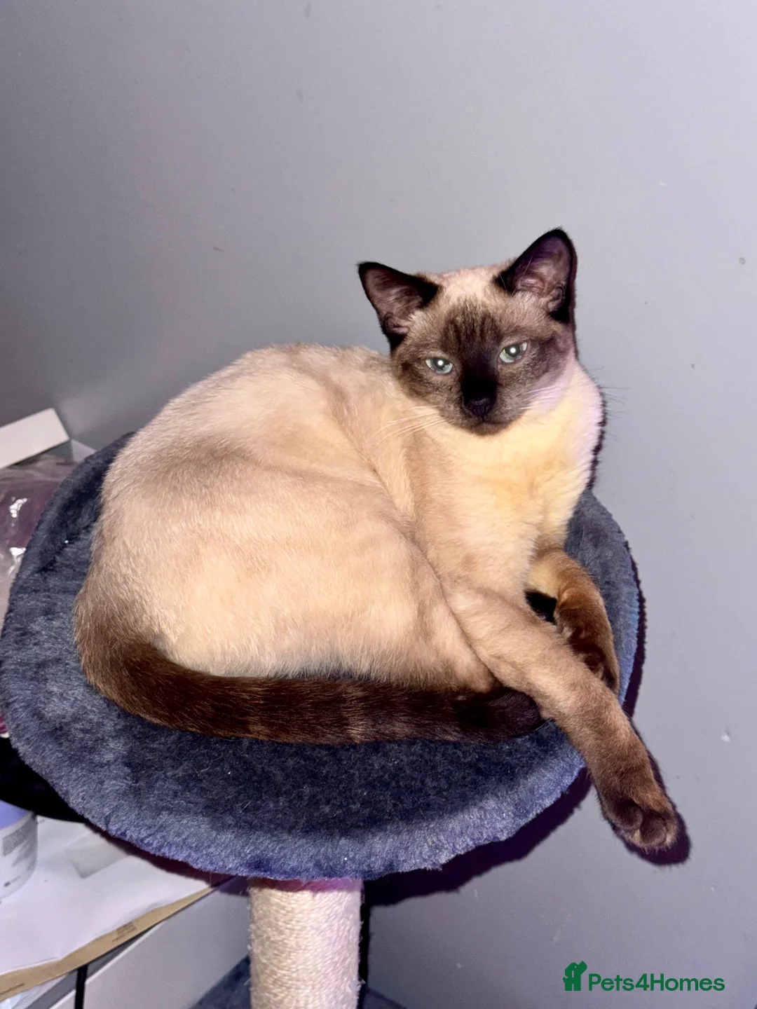 Siamese cats for sale: Affectionate Siamese Type Kittens Indoor Raised - Advert 4