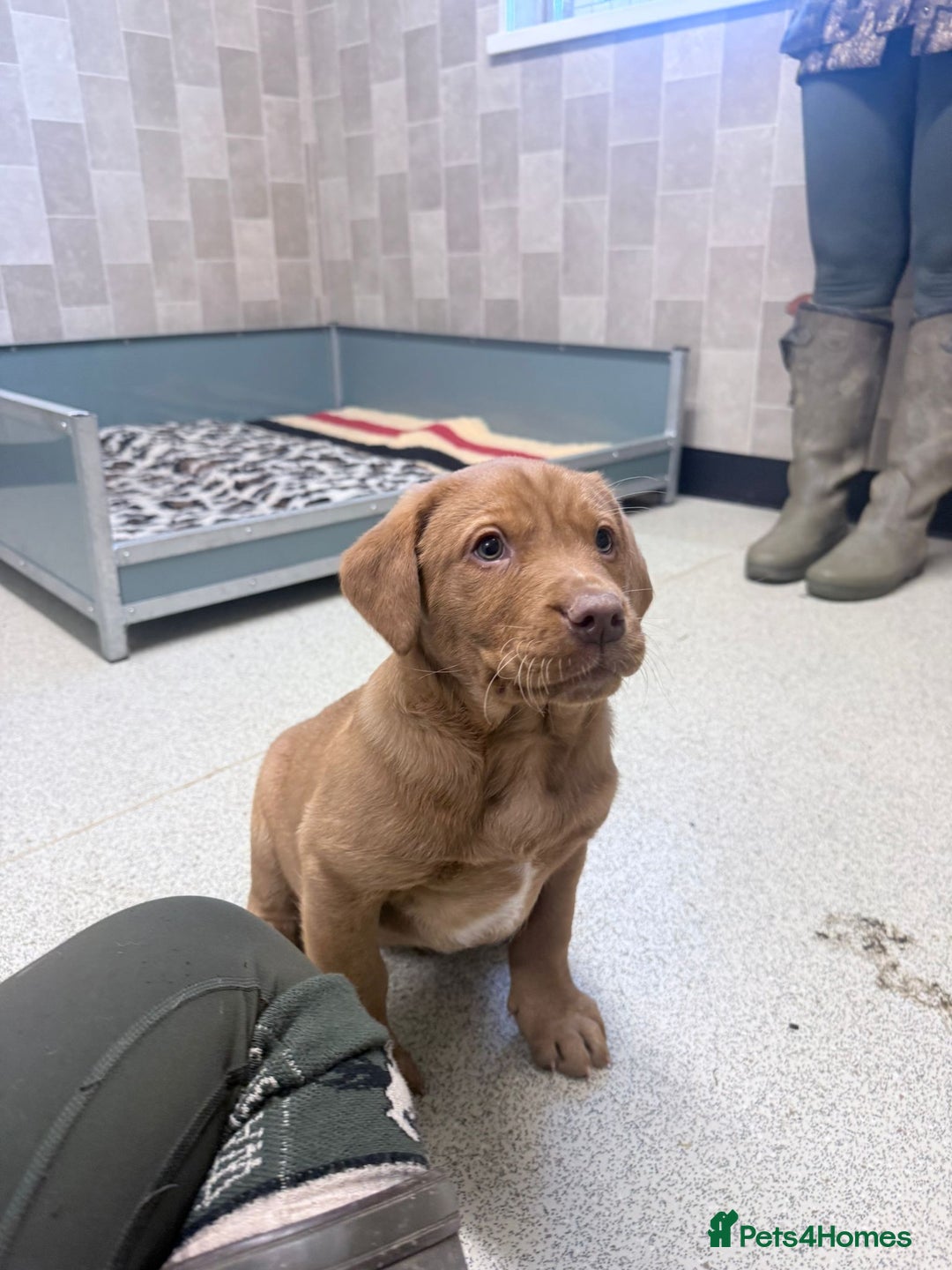 Cockerdor dogs for sale: Two beautiful Labrador x cocker spaniel puppies   - Advert 6