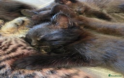 Mixed Breed cats for sale: Ghost tabby - Image 2