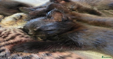 Mixed Breed cats - Advert 12
