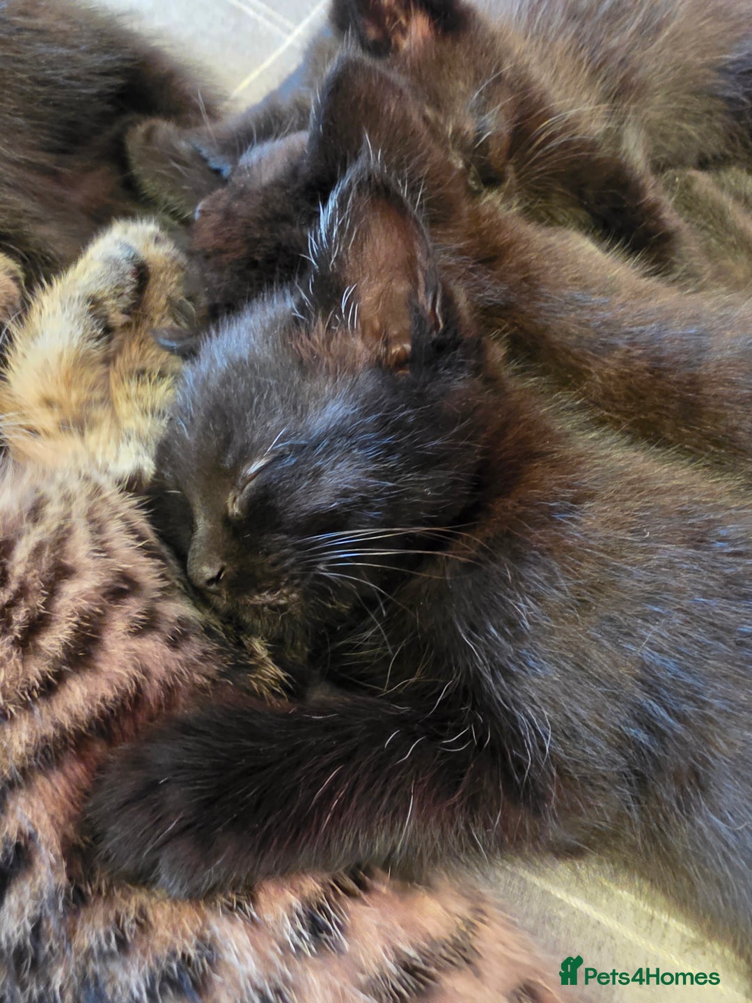 Mixed Breed cats for sale: Ghost tabby - Image 2