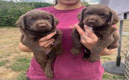 Cockerdor dogs for sale: One boy cockerdor puppy-Ready to go this weekend  - Image 6
