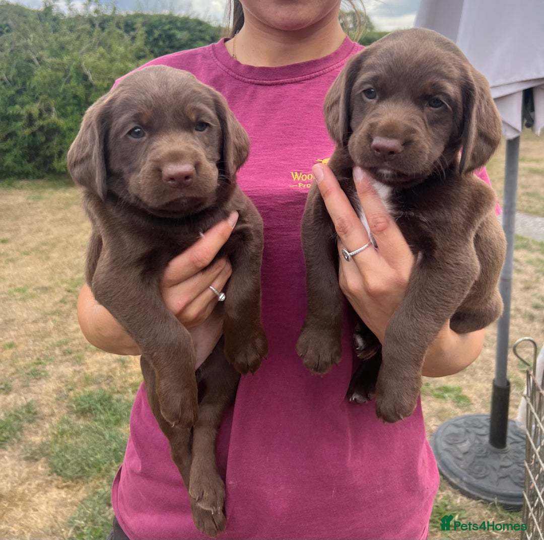 Cockerdor dogs for sale: One boy cockerdor puppy-Ready to go this weekend  - Image 6