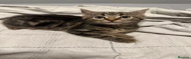 Domestic Shorthair Kitten 3