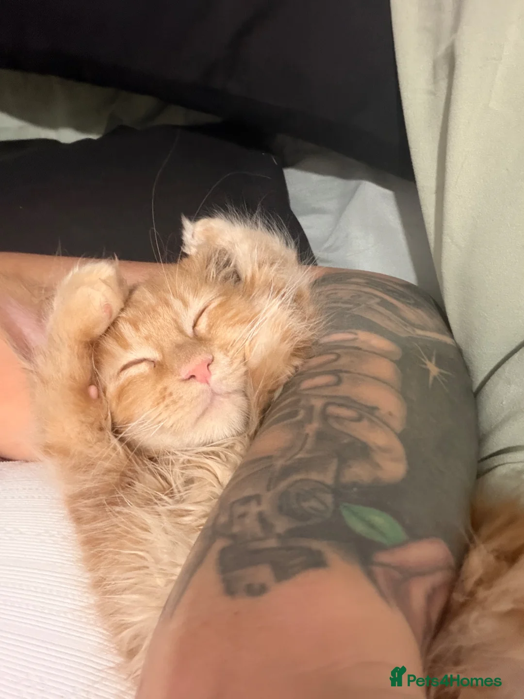 Maine Coon cats for sale: Maine Coon kitten  in Wakefield - Advert 2