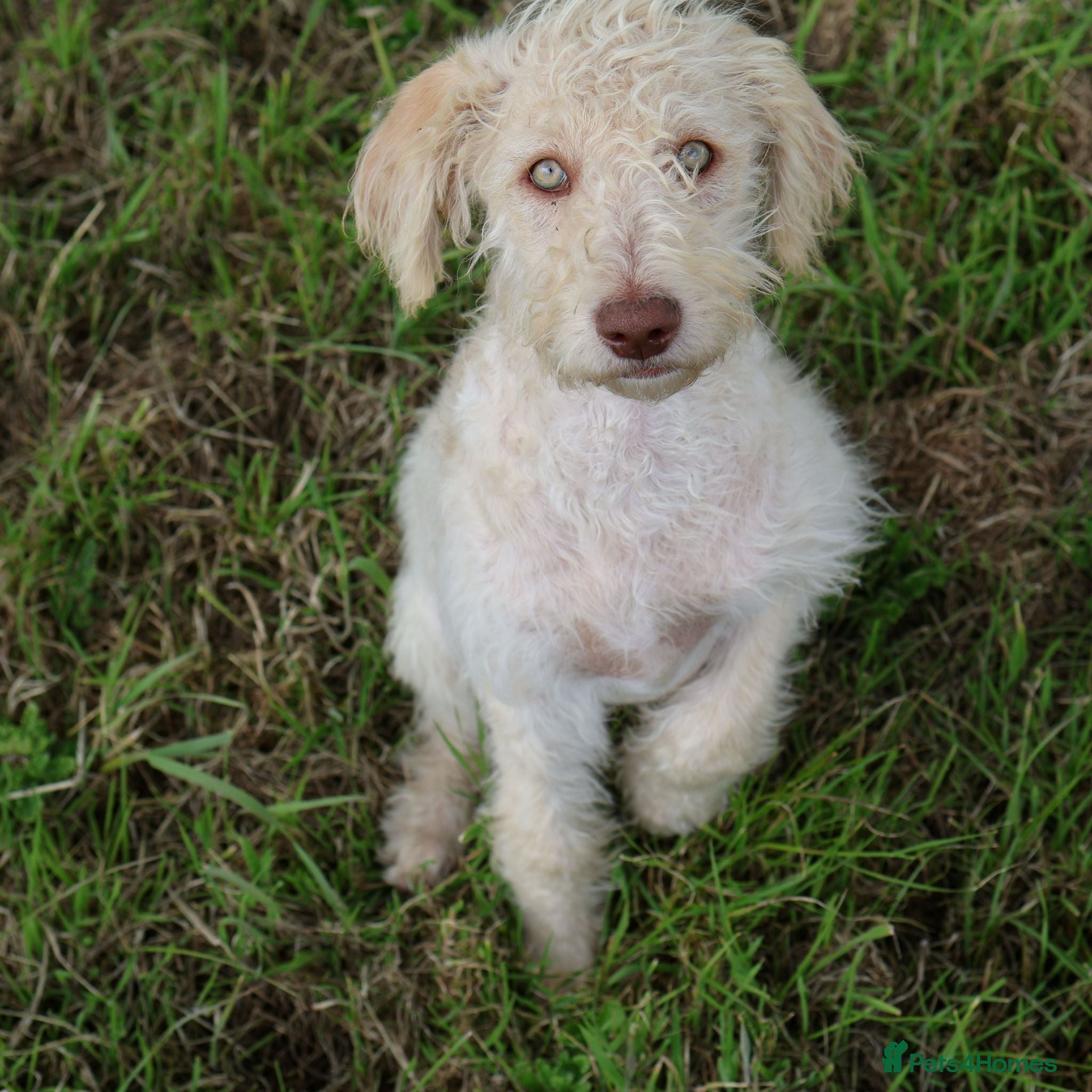 Labradoodle dogs 🌈Rare, truly unique, parti F1b Labradoodles, 🌈  - Advert 4