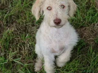 Labradoodle dogs 🌈Rare, truly unique, parti F1b Labradoodles, 🌈 - Advert 4