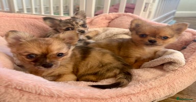 Chihuahua dogs Merle Chihuahua Puppies Longhaired Apple-head - Advert 11
