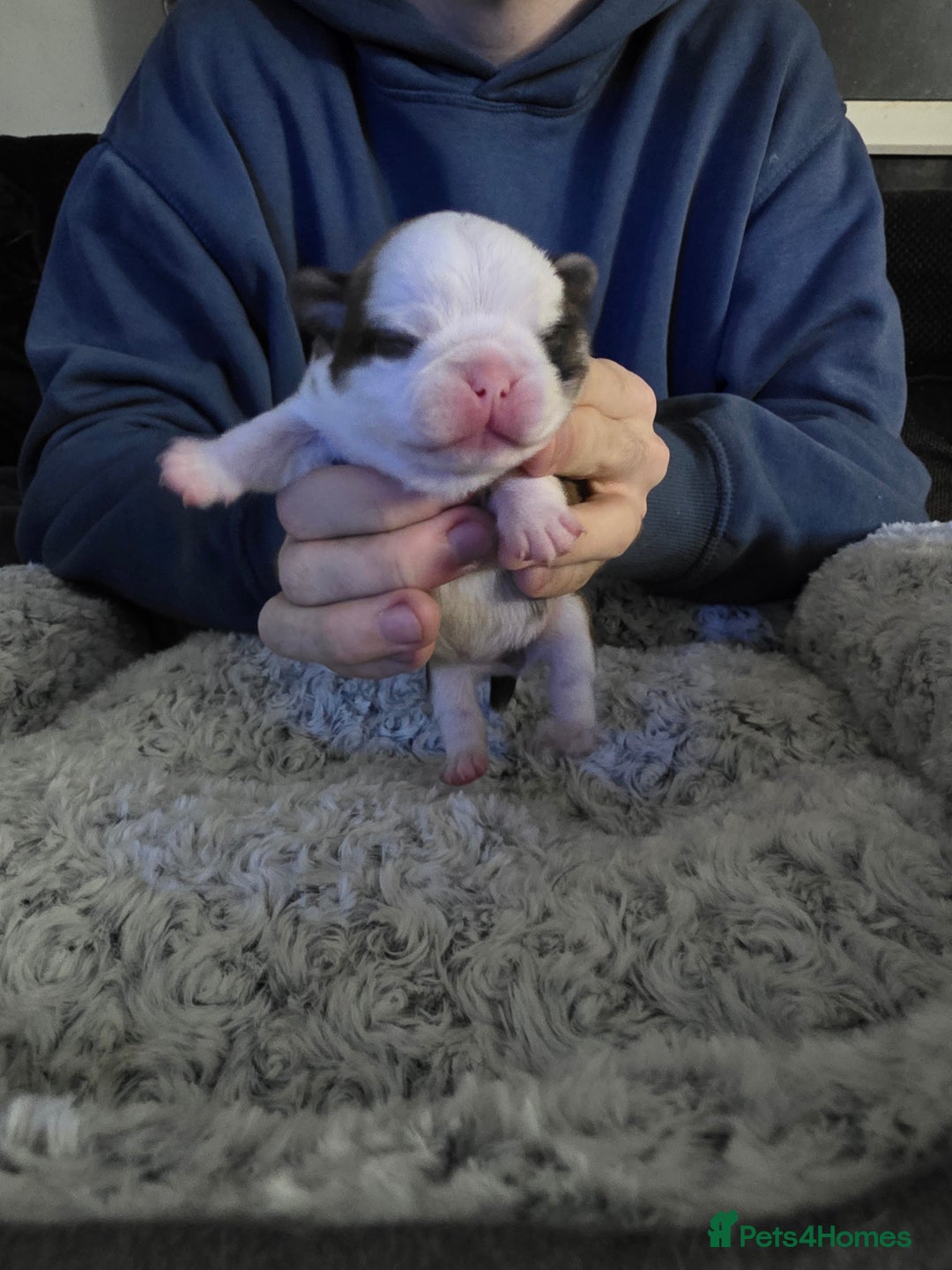 Pug dogs for sale: Kc registered rare colours  - Advert 20