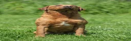 Labrador Retriever dogs for sale: Red/ Dark yellow Labrador retriever Puppies  - Advert 13