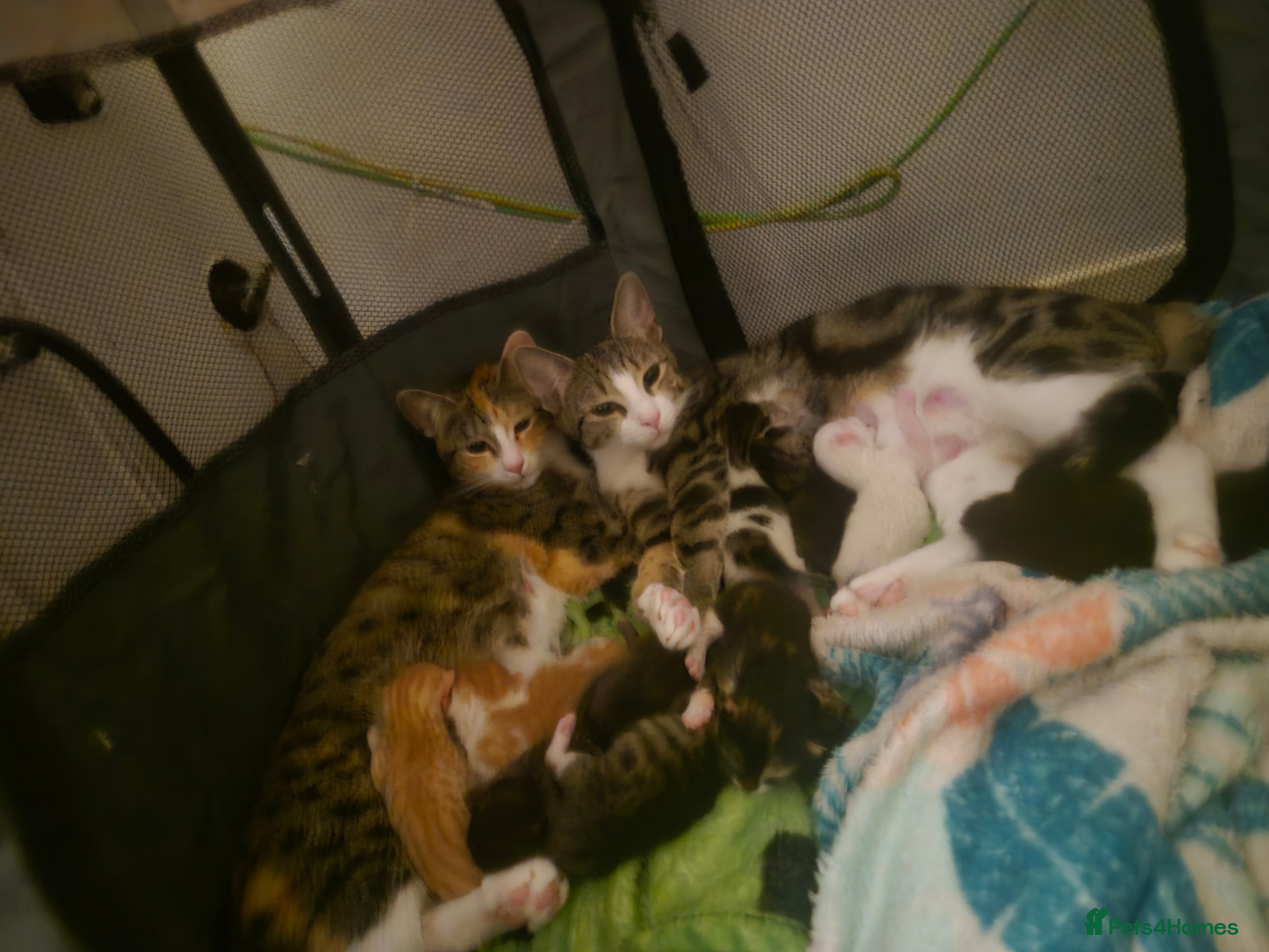 Domestic Shorthair cats 7 Beautiful kittens ready for their forever home. - Advert 1