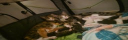 Domestic Shorthair cats for sale: 7 Beautiful kittens ready for their forever home. - Advert 1