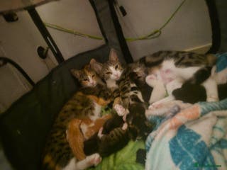 Domestic Shorthair cats 7 Beautiful kittens ready for their forever home. - Advert 1