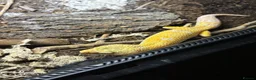 Leopard Gecko reptiles for sale: X2FULL SET UP male+female leopard gecko(breedable) in Ashton-under-Lyne - Advert 7