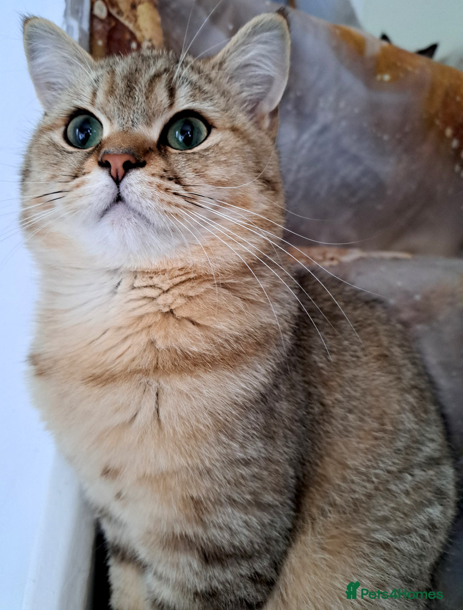 British Shorthair cats Stunning Black Golden BSH boy 💥 - Advert 2