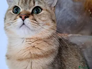 British Shorthair cats Stunning Black Golden BSH boy 💥 - Advert 2