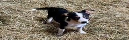Mixed Breed dogs for sale: Welsh Sheepdog Cross Puppies - Advert 10