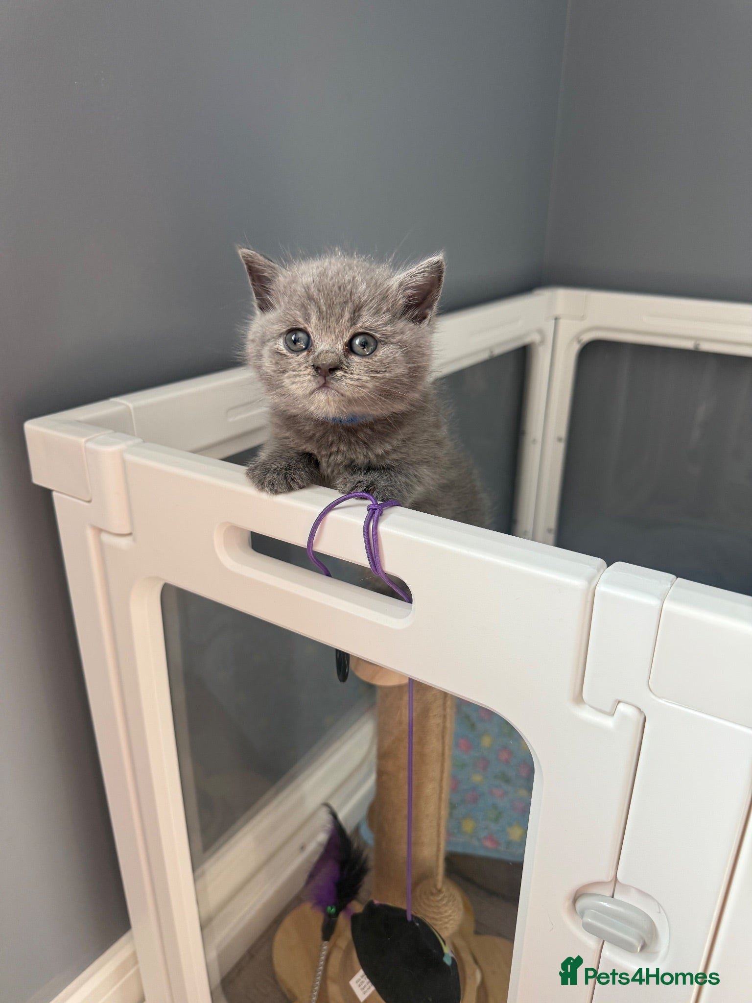 British Shorthair cats Gorgeous British Short Hair - Advert 2