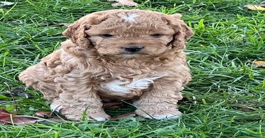 Cockapoo dogs - Advert 3