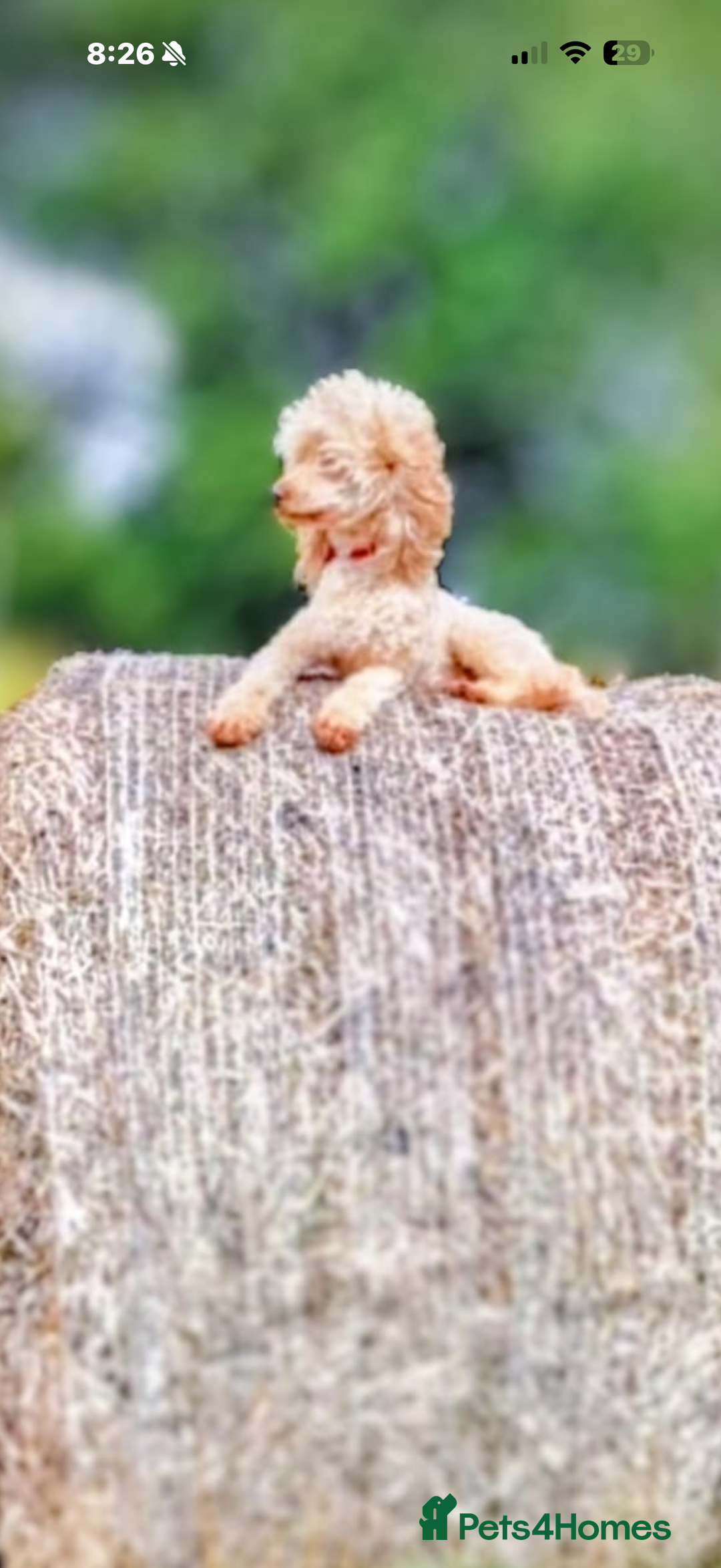 Labradoodle dogs for sale: Beautiful Champion Line F1 Labradoodle Puppies - Advert 9