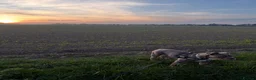 English Bulldog dogs for sale: English Bulldog male puppy in Felixstowe - Advert 2