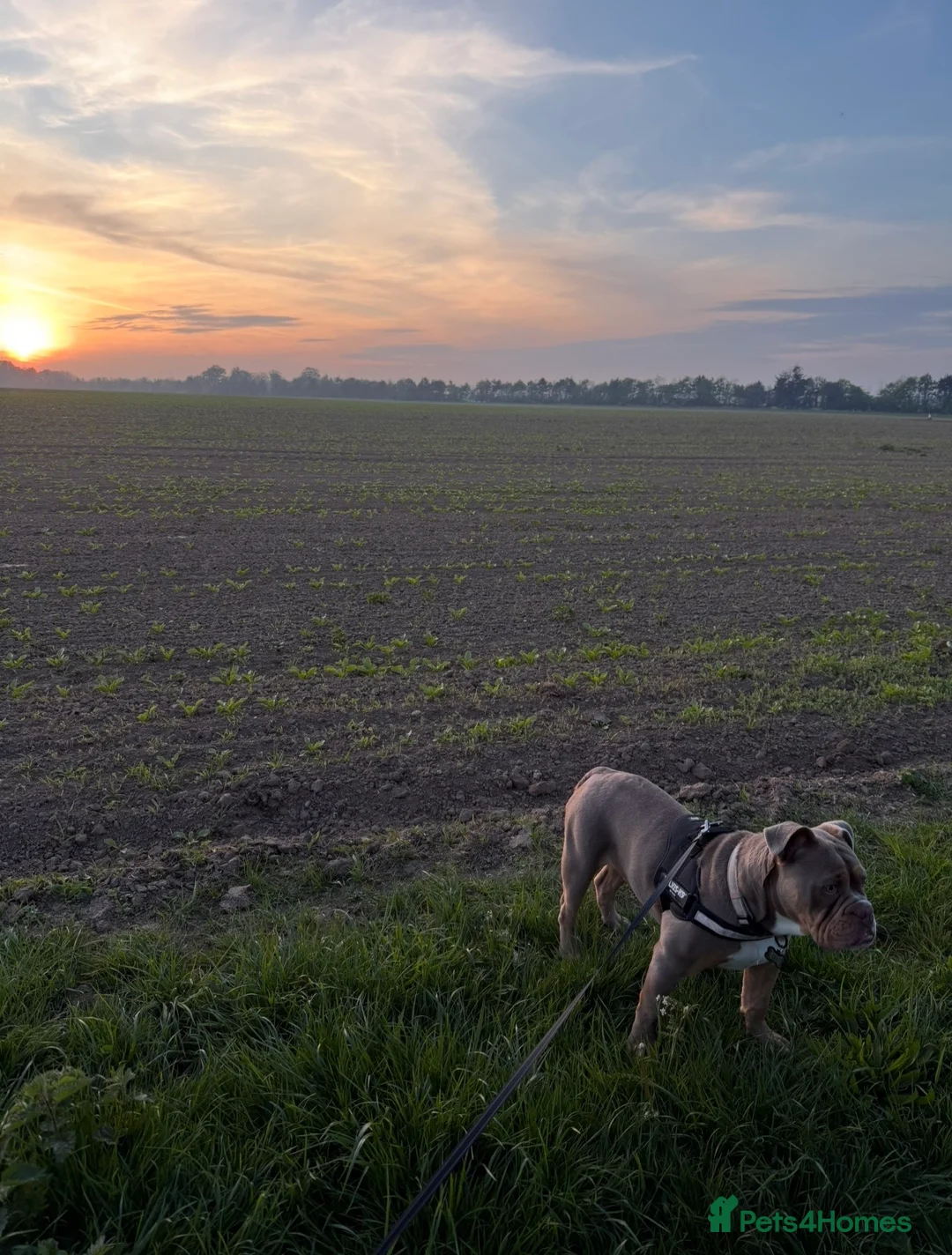 English Bulldog dogs for sale: English Bulldog male puppy in Felixstowe - Advert 2